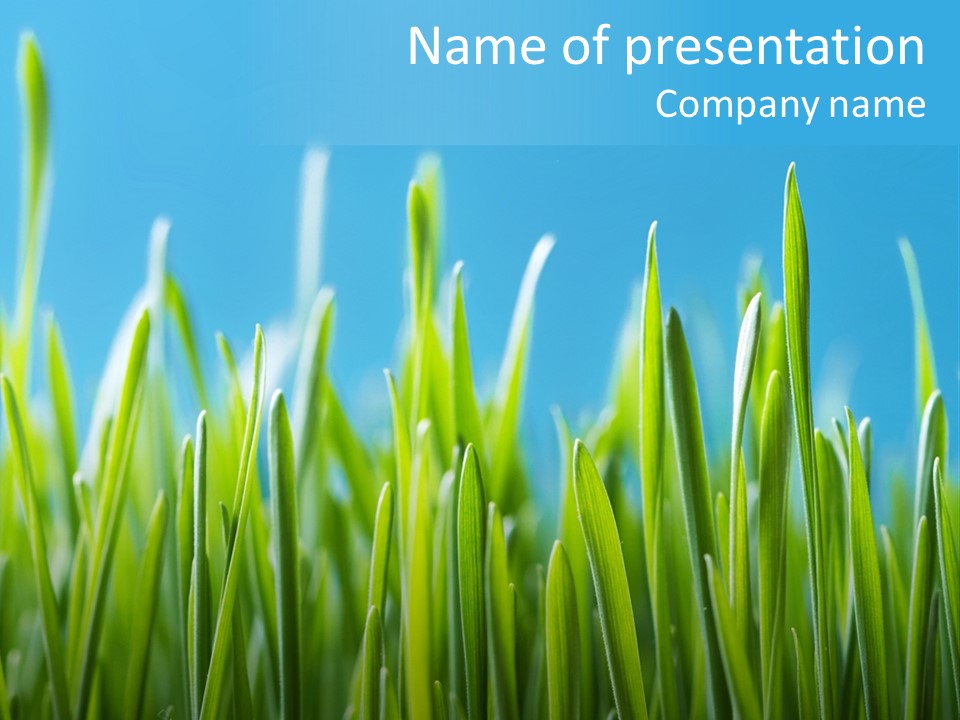 Fresh Grain On A Blue Background PowerPoint Template