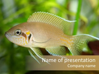 The Exotic Fish In Aquarium, Natural Lighting PowerPoint Template