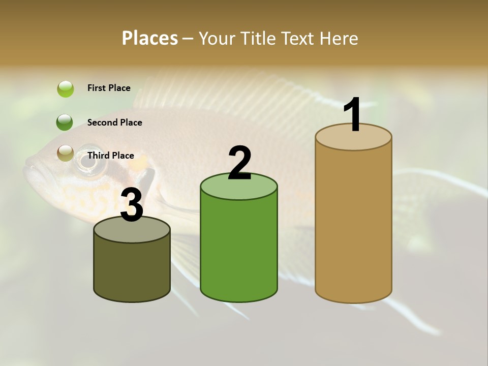 The Exotic Fish In Aquarium, Natural Lighting PowerPoint Template