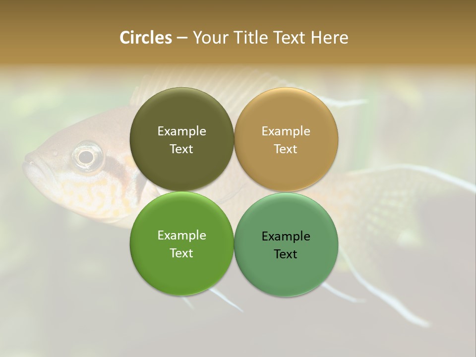 The Exotic Fish In Aquarium, Natural Lighting PowerPoint Template