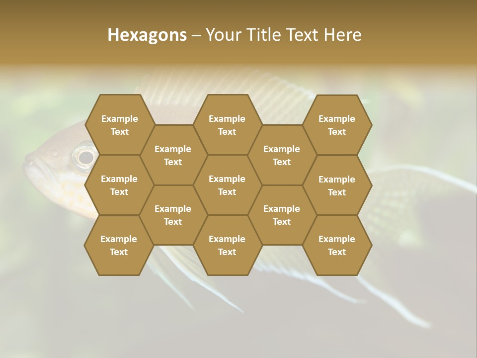 The Exotic Fish In Aquarium, Natural Lighting PowerPoint Template