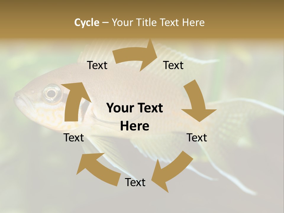 The Exotic Fish In Aquarium, Natural Lighting PowerPoint Template