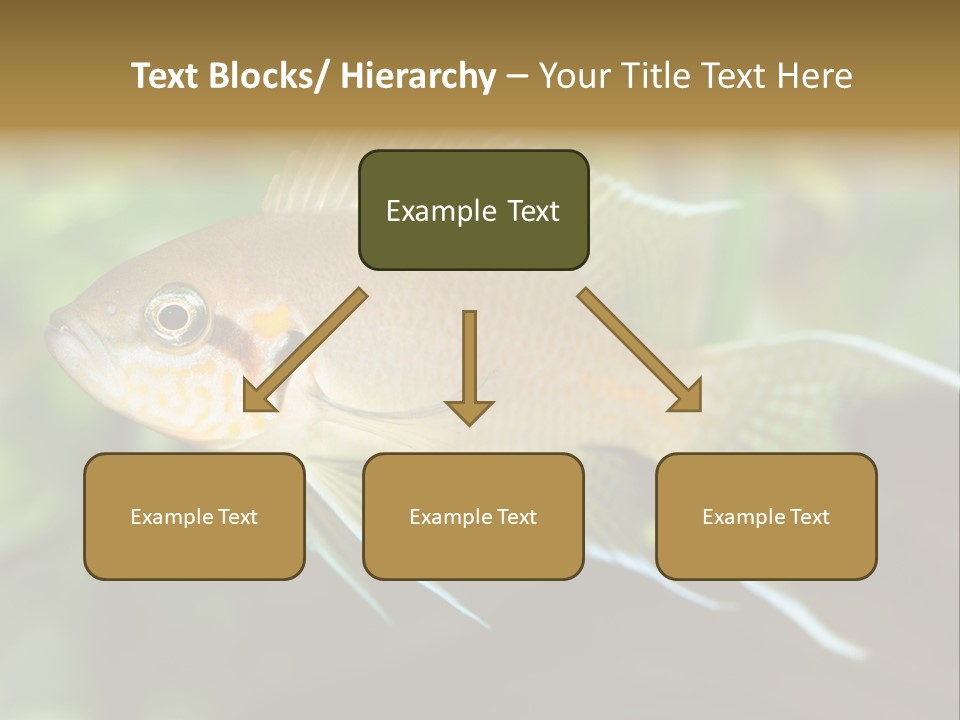 The Exotic Fish In Aquarium, Natural Lighting PowerPoint Template