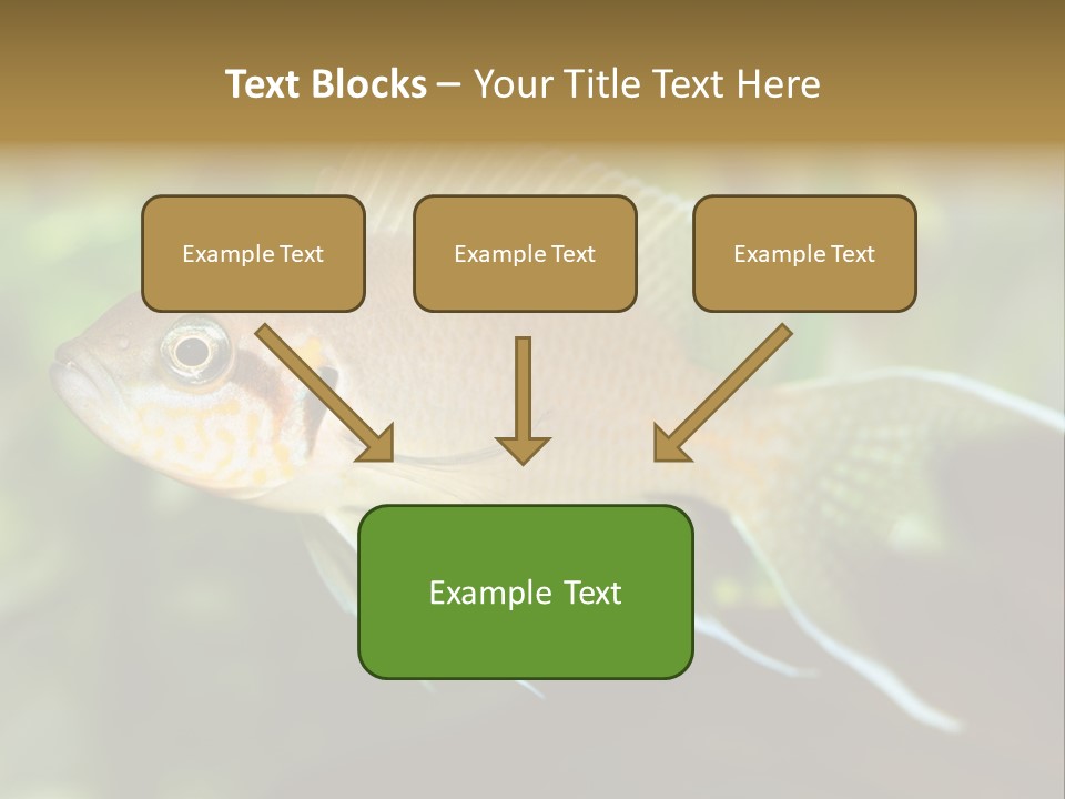 The Exotic Fish In Aquarium, Natural Lighting PowerPoint Template