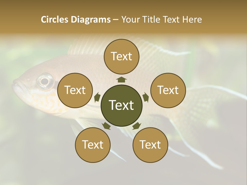 The Exotic Fish In Aquarium, Natural Lighting PowerPoint Template