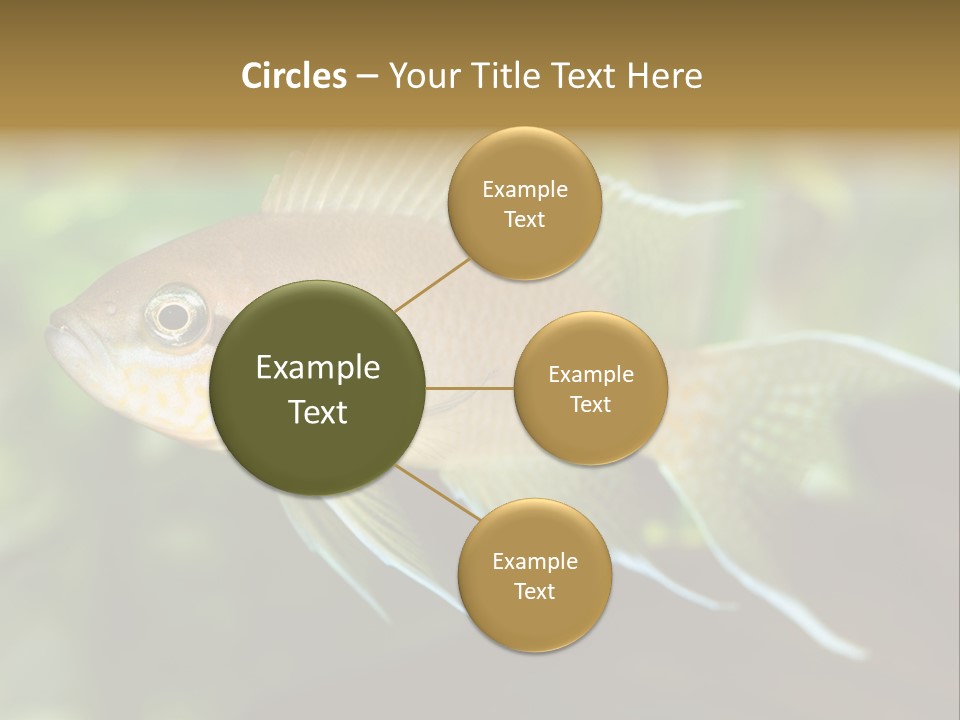 The Exotic Fish In Aquarium, Natural Lighting PowerPoint Template