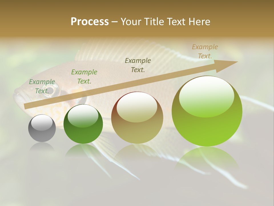 The Exotic Fish In Aquarium, Natural Lighting PowerPoint Template