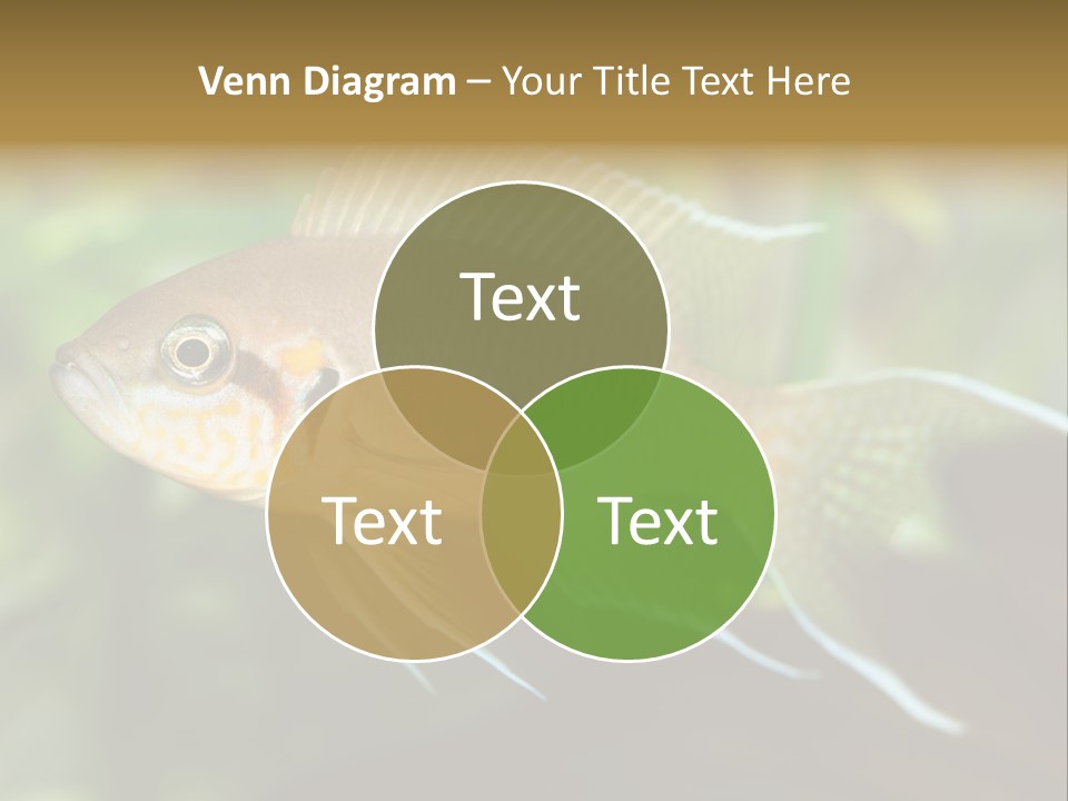 The Exotic Fish In Aquarium, Natural Lighting PowerPoint Template