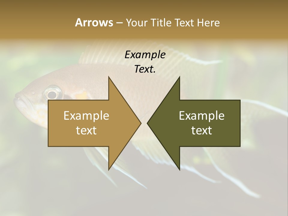 The Exotic Fish In Aquarium, Natural Lighting PowerPoint Template