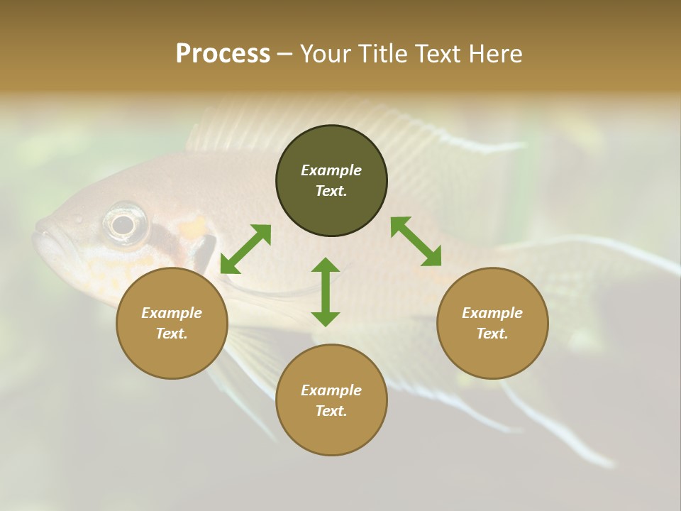 The Exotic Fish In Aquarium, Natural Lighting PowerPoint Template