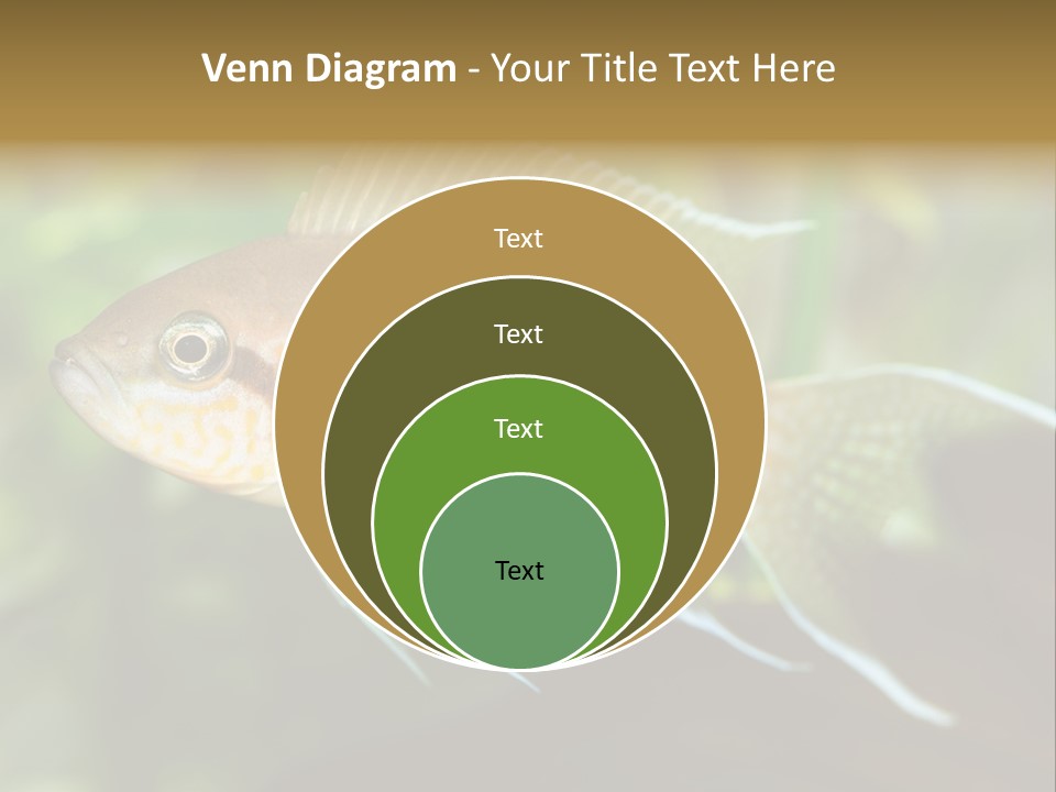 The Exotic Fish In Aquarium, Natural Lighting PowerPoint Template