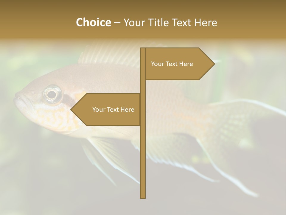 The Exotic Fish In Aquarium, Natural Lighting PowerPoint Template