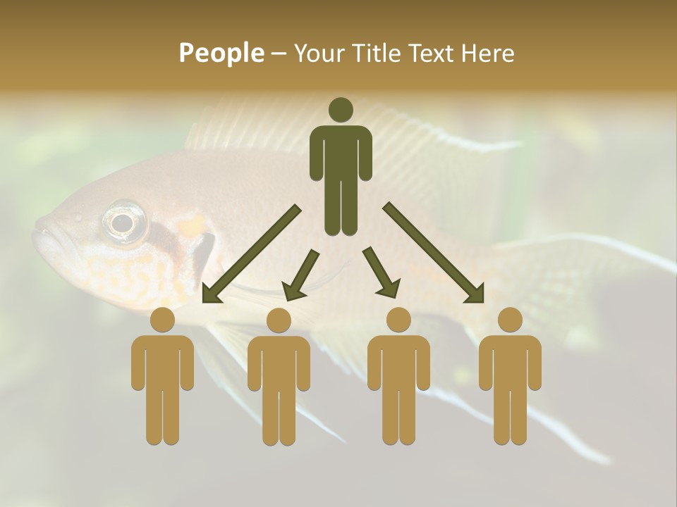 The Exotic Fish In Aquarium, Natural Lighting PowerPoint Template