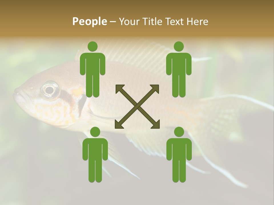 The Exotic Fish In Aquarium, Natural Lighting PowerPoint Template