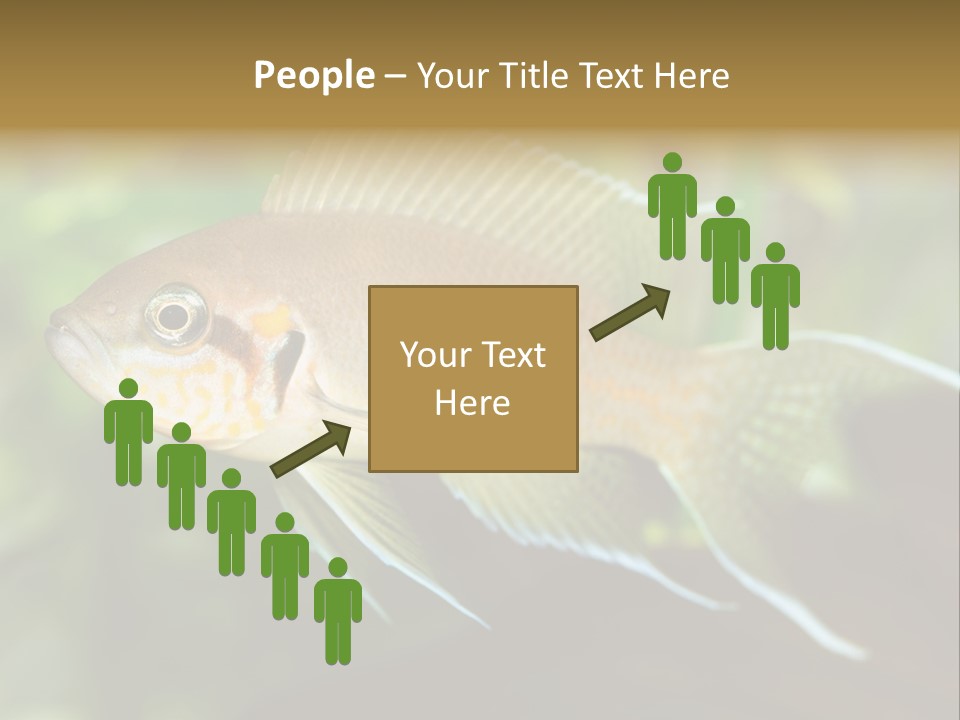 The Exotic Fish In Aquarium, Natural Lighting PowerPoint Template
