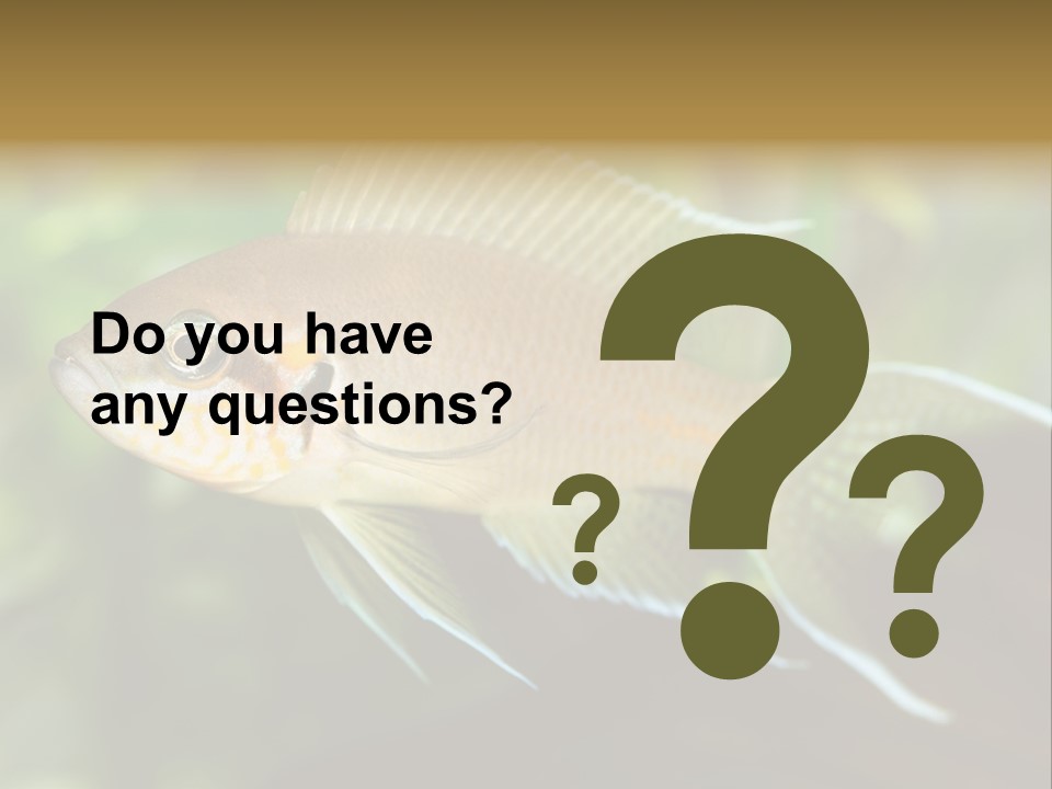 The Exotic Fish In Aquarium, Natural Lighting PowerPoint Template