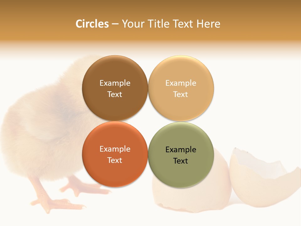 The Chick And The Egg PowerPoint Template