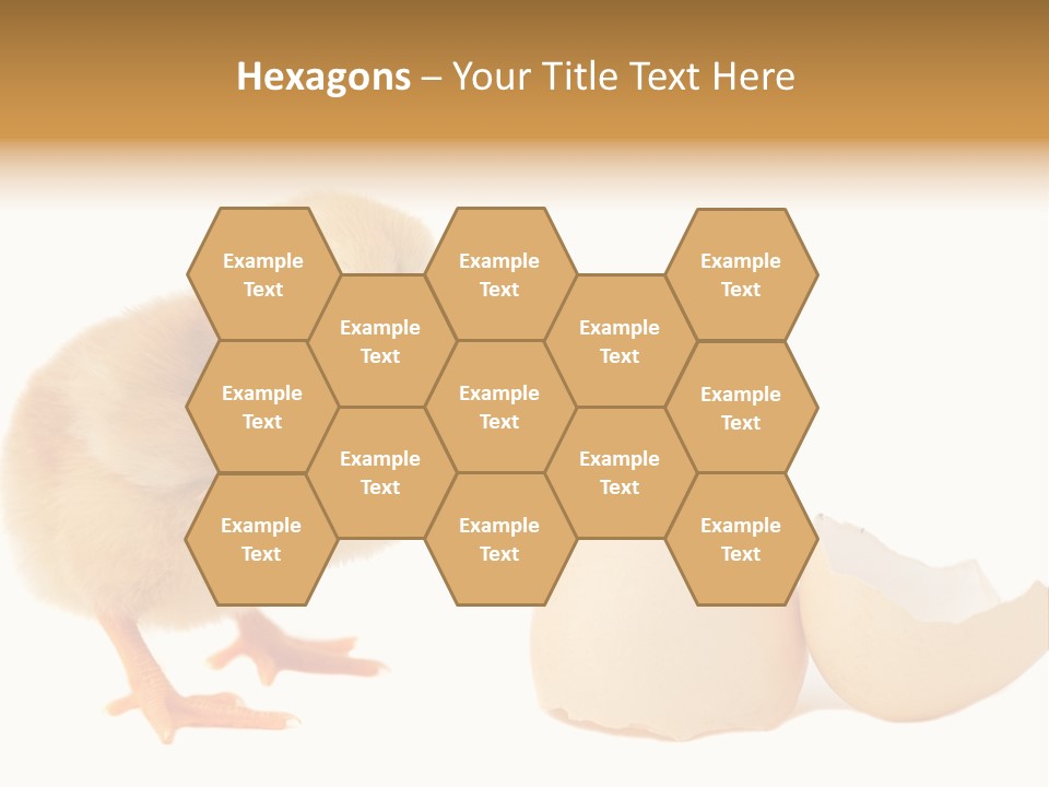 The Chick And The Egg PowerPoint Template