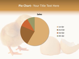 The Chick And The Egg PowerPoint Template