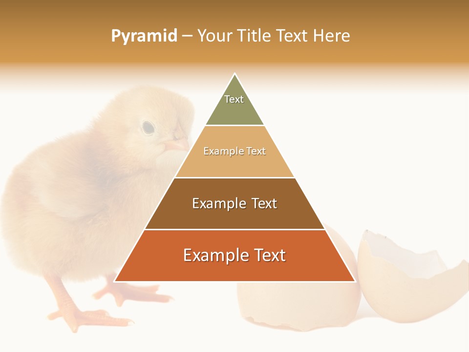 The Chick And The Egg PowerPoint Template