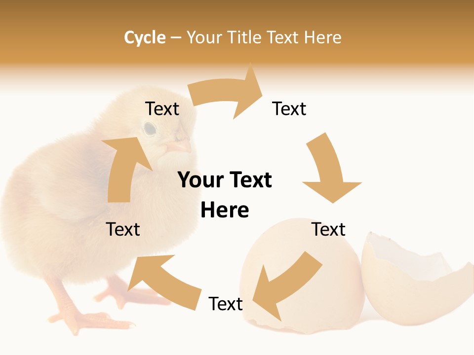 The Chick And The Egg PowerPoint Template