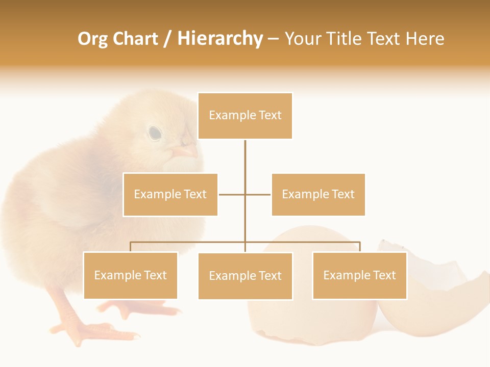 The Chick And The Egg PowerPoint Template