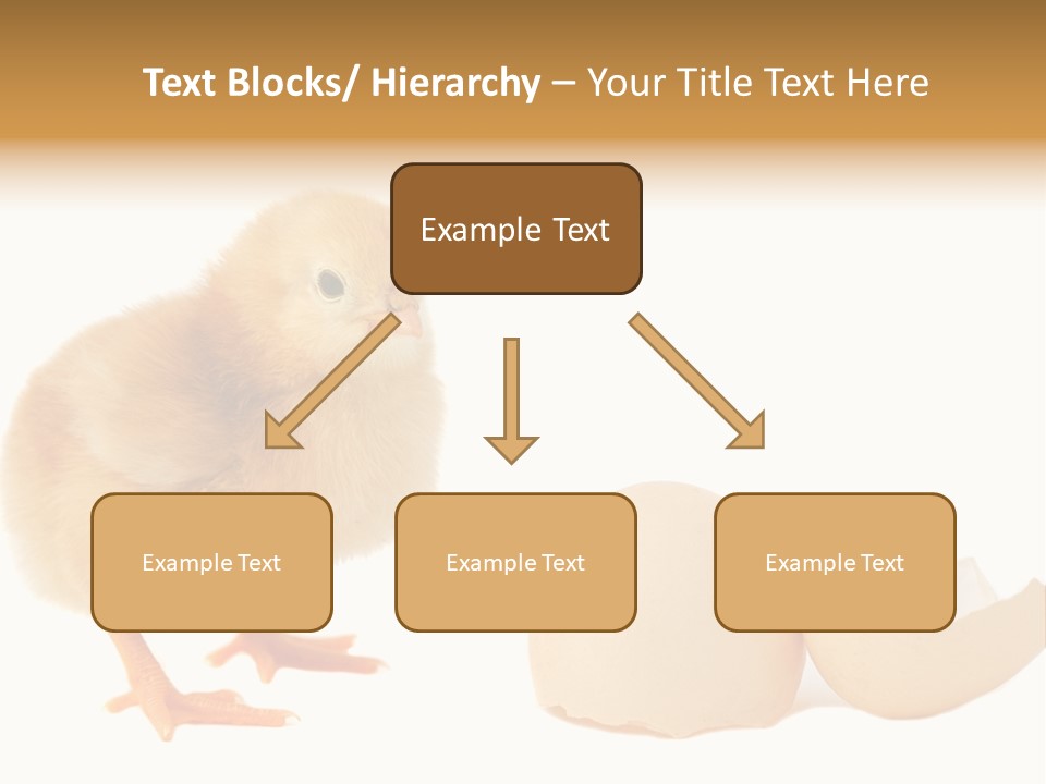 The Chick And The Egg PowerPoint Template