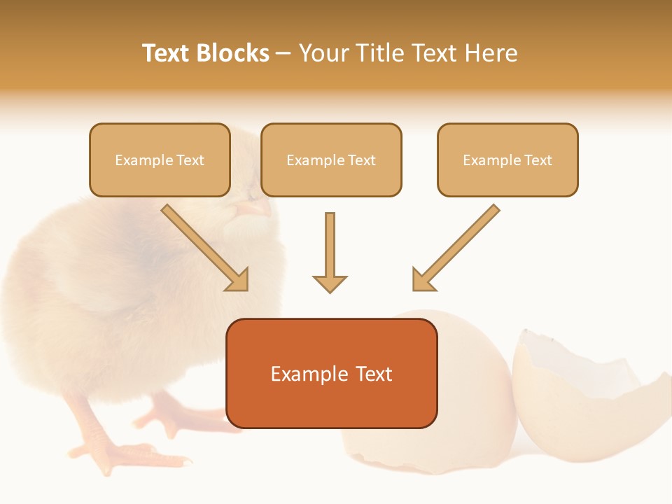 The Chick And The Egg PowerPoint Template