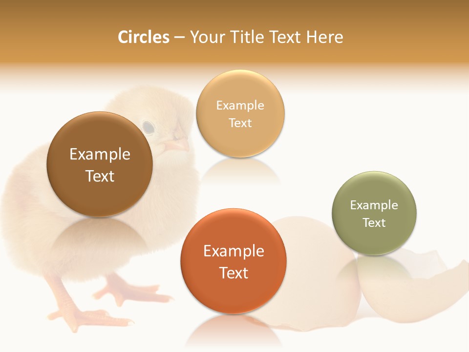 The Chick And The Egg PowerPoint Template