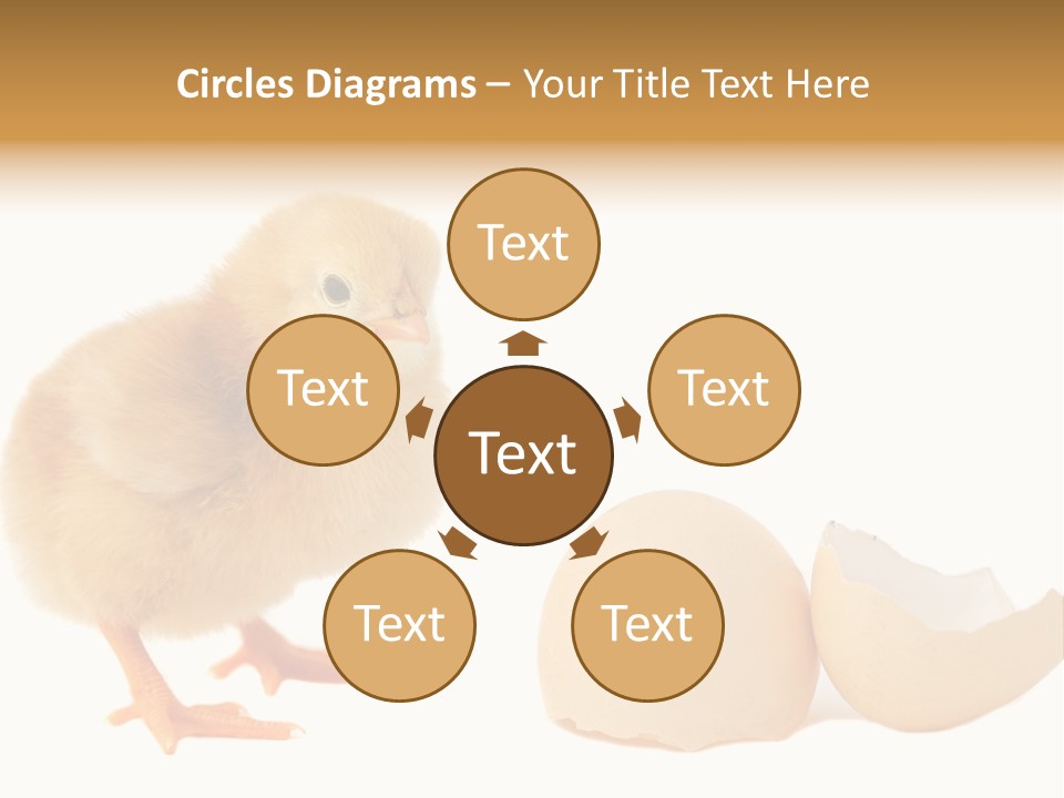 The Chick And The Egg PowerPoint Template