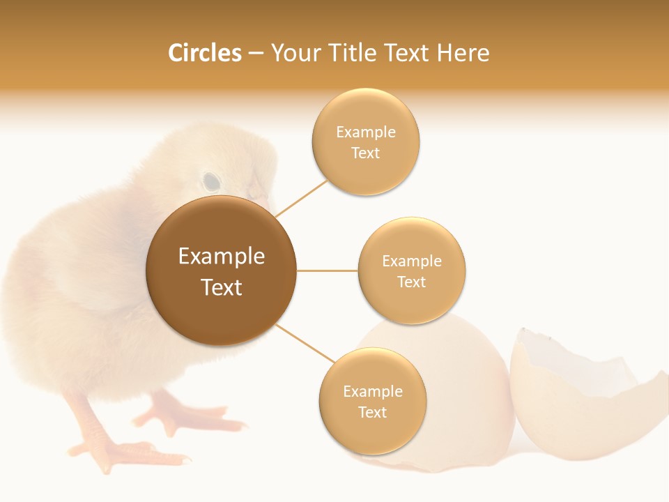 The Chick And The Egg PowerPoint Template