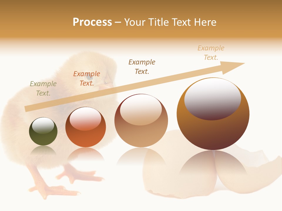 The Chick And The Egg PowerPoint Template