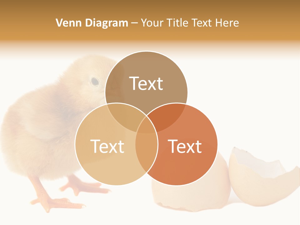 The Chick And The Egg PowerPoint Template