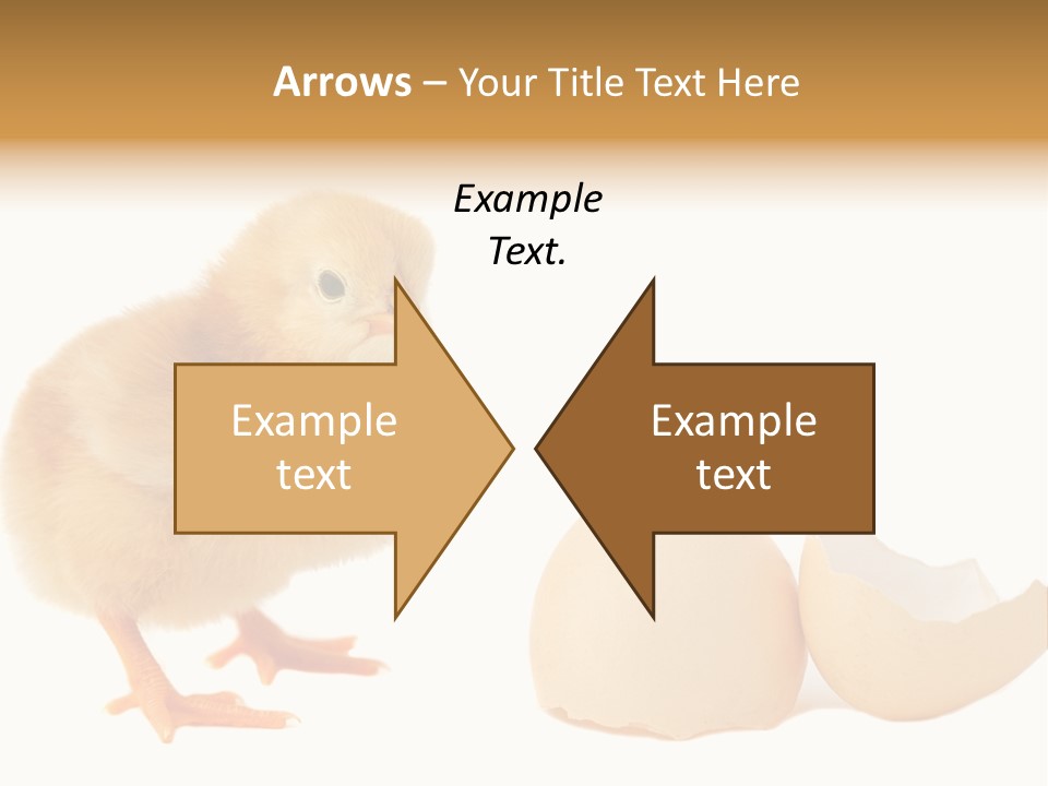 The Chick And The Egg PowerPoint Template