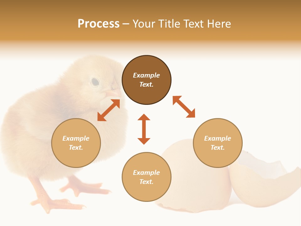 The Chick And The Egg PowerPoint Template