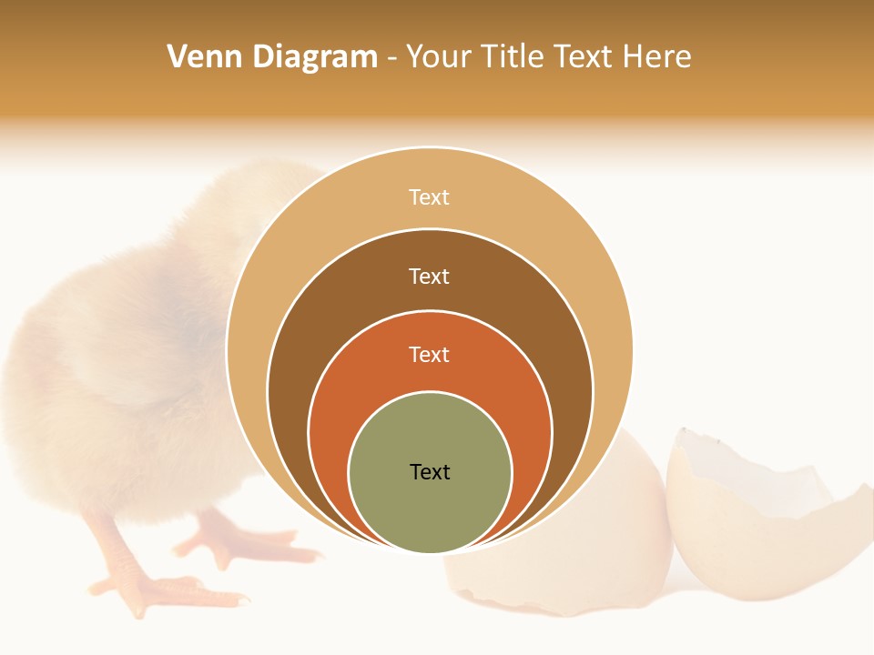 The Chick And The Egg PowerPoint Template