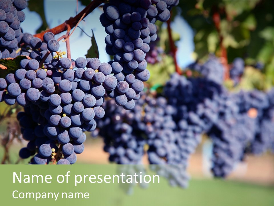 Merlot Grapes On Vine In Vineyard PowerPoint Template
