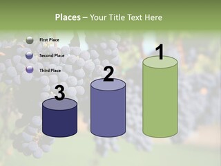 Merlot Grapes On Vine In Vineyard PowerPoint Template