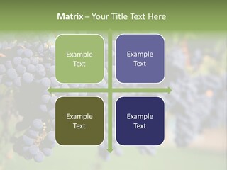 Merlot Grapes On Vine In Vineyard PowerPoint Template