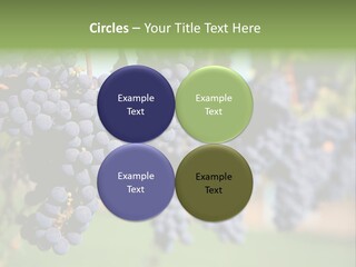 Merlot Grapes On Vine In Vineyard PowerPoint Template