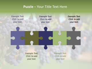 Merlot Grapes On Vine In Vineyard PowerPoint Template