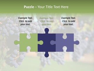Merlot Grapes On Vine In Vineyard PowerPoint Template