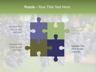 Merlot Grapes On Vine In Vineyard PowerPoint Template