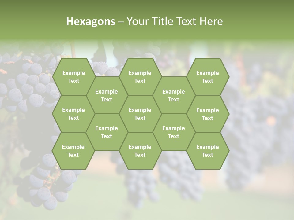 Merlot Grapes On Vine In Vineyard PowerPoint Template