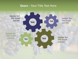 Merlot Grapes On Vine In Vineyard PowerPoint Template