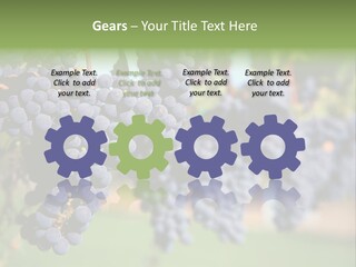 Merlot Grapes On Vine In Vineyard PowerPoint Template