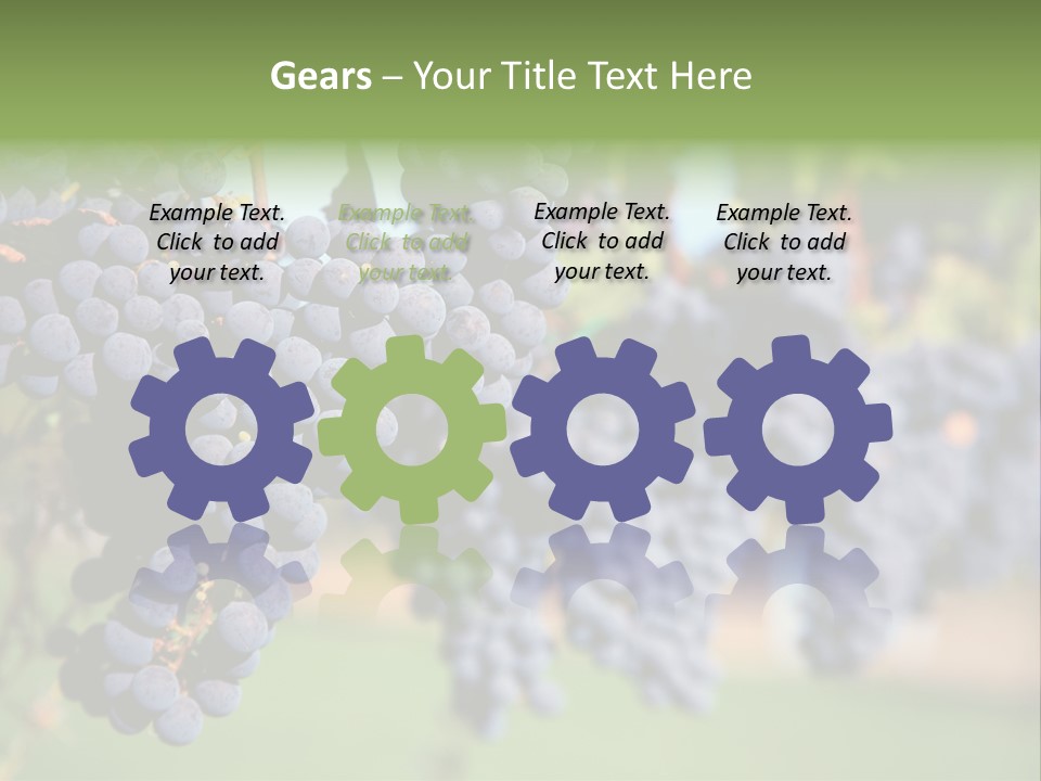 Merlot Grapes On Vine In Vineyard PowerPoint Template