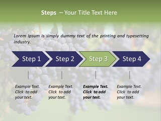Merlot Grapes On Vine In Vineyard PowerPoint Template