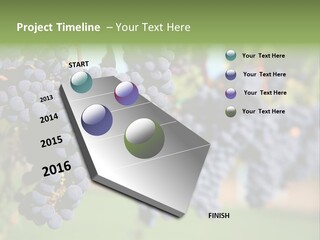 Merlot Grapes On Vine In Vineyard PowerPoint Template