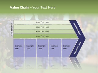 Merlot Grapes On Vine In Vineyard PowerPoint Template